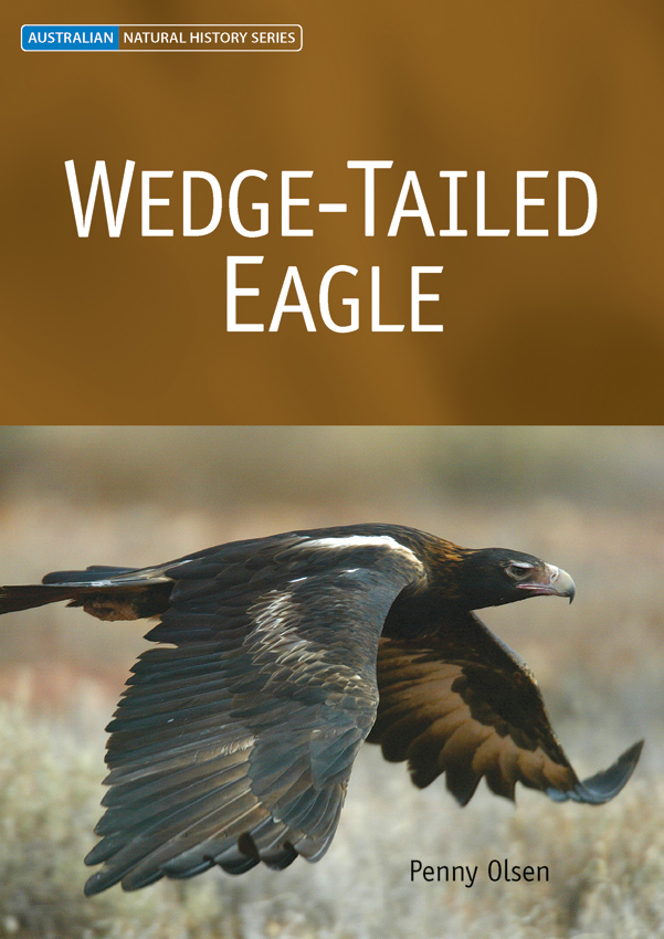 The cover image of Wedge-tailed Eagle, featuring a large wedge tailed eagle in flight over out of focus long dry grass.