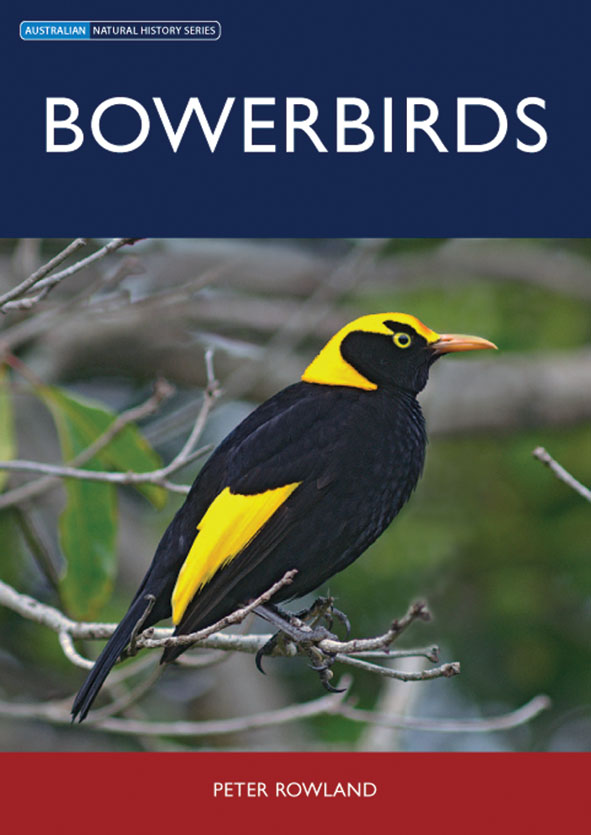 The cover image of Bowerbirds, featuring a black bird with a bright yellow sections on its head and wing, perched on a twig, with an out of focus back