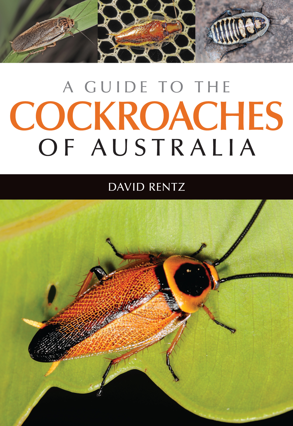 cover of A Guide to the Cockroaches of Australia