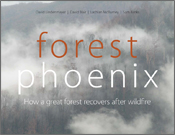 The cover image of Forest Phoenix, featuring a grey smoke filled photograp