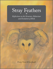 The cover image of Stray Feathers, featuring a burnt yellow cover with an owl leaning forward whilst sitting in a nest with its wings lifted.