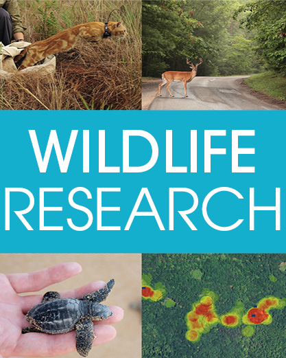 Australian Wildlife Research