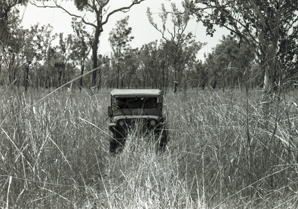 Jeep in tall annual Sorghum, Kimberley, Western Australia 1954