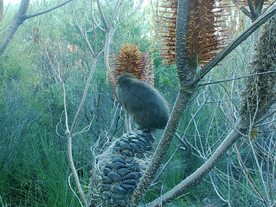 ‘A swamp rat visiting a Banksia ericifolia inflorescence’
