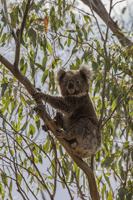 Koala in Eucalypt tree. Photo: George Madani.