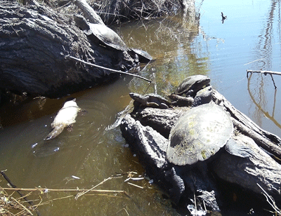 Photo of a leucistic platypus on the surface of a stream, with five Western saw-shelled turtles basking on logs nearby.