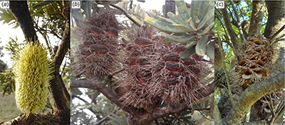 Photograph showing development stages of the infructescence and follicles.
