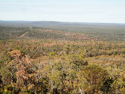 An aerial photograph of canopy die-off in the Northern Jarrah Forest of south-western Australia in 2011.