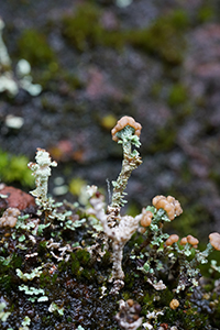 A photograph of Cladonia lichen growing on soil.
