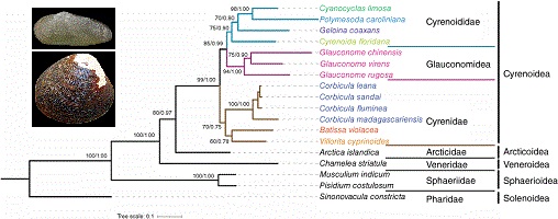 Cladogram of superfamilies of bivalves Cyrenoidea, Veneroidea, Arcticoidea, Sphaerioidea and Solenoidea showing the relative positions of families and species