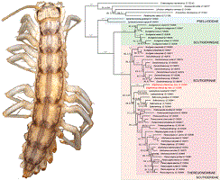 Edgethereua chilensis, sp. nov., dorsal view and phylogenetic tree from untrimmed concatenated marker alignment.