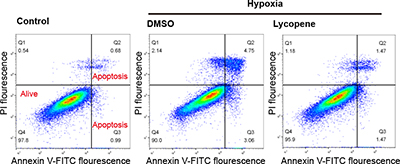 Graphs depicting results of flow cytometry to evaluate GC-2 cell apoptosis.