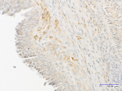 Canine ovarian tissue during pro-oestrus, stained for aromatase.
