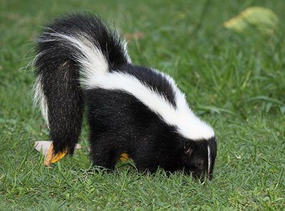 Close-up photo of striped skunk foraging in grass.