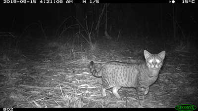 Image from camera trap at night of unowned cat looking directly to camera.