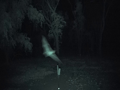 Black and white image (taken from video footage) of a ghost bat in flight at night time, approximately 1–2 m above ground, with a reference tree in the background and a fence dropper with reflective tape below.