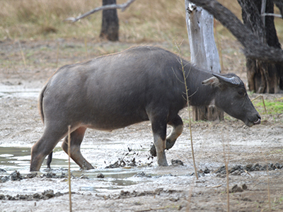 An adult Asian water buffalo (Bubalus bubalis) walking through mud on the edge of a savanna waterhole.