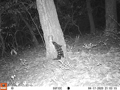 Camera trap night-time image of an eastern spotted skunk on hind legs reaching for attractant on tree trunk.