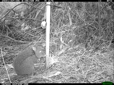 Black and white photo of a long-nosed potoroo crouched next to a wooden stake.