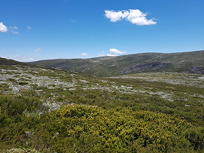 A picturesque summer view from the Bogong High Plains, a high-elevation area of south-eastern Australia that contains species and ecological communities of national significance.