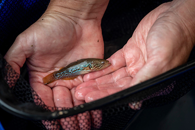 Photo of a small, iridescent Southern Purple-spotted Gudgeon fish held in two hands within a net.