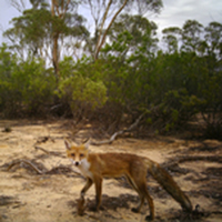 Large fox (side-on view looking at camera) in sandy terrain with scrub in background.