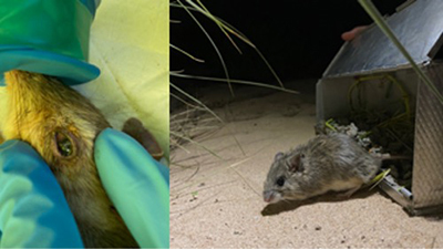 Sample collection for Chlamydia testing from wild-caught marsupial species in Western Australia.