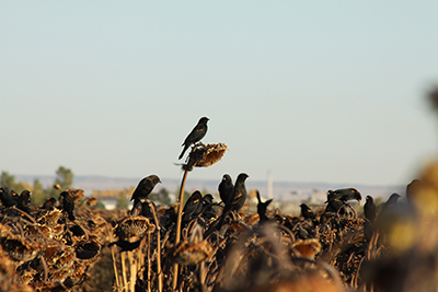 Photograph of a mature sunflower crop with birds perched on flowers.