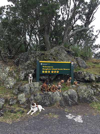 A photograph of wildlife-detection dogs on an island reserve in New Zealand.