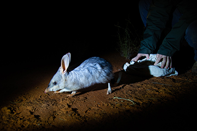 Photograph of greater bilby being released from a bag at night.