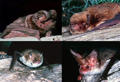 Four photographs of small insectivorous bats resting on trees.