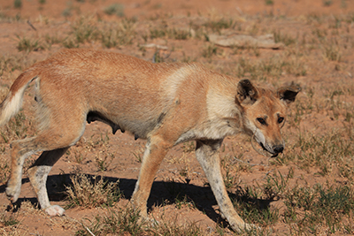 Photograph of a dingo in the Strzelecki Desert South Australia.