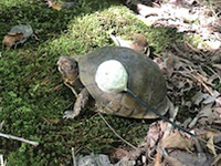 Photograph of a three-toed box turtle (Terrapene carolina triunguis) with a radio transmitter on shell.