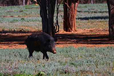 Photograph of a dark-coloured feral pig walking across low shrubs with trees on bare soil in background.