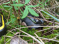 A spotted turtle (Clemmys guttata) carrying a GPS tag and radio-transmitter on its resting site in a sphagnum mat.