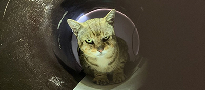 Close-up photograph of a cat inside a pipe trap section of an enclosure.