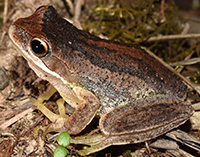 Photograph of the brown tree frog (Litoria ewingii).