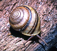 A camaenid land snail with antennae extended on woody debris.