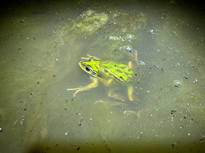 The green and golden bell frog, Litoria aurea.