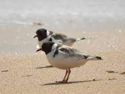 The hooded plover, Thinornis rubricollis.