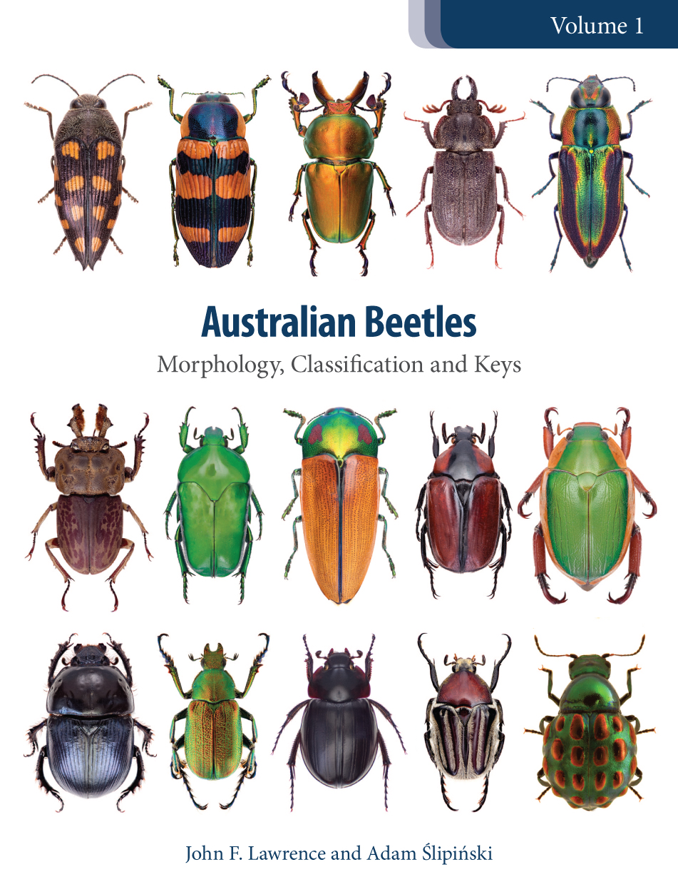 Australian Beetle Identification Ubicaciondepersonas cdmx gob mx