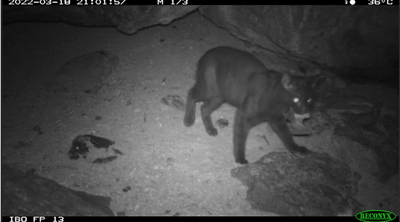 Camera trap image of a feral cat with prey at the entrance to a Pilbara Leaf‐nosed Bat roost.