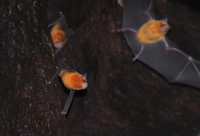 Photograph of three Pilbara diamond-faced bats (Rhinoicteris aurantia).