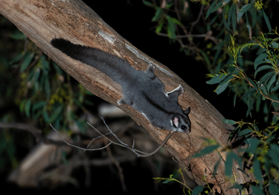 Photograph of an inland sugar glider (Petaurus notatus) in the wild.