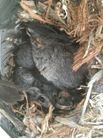 Adult female phascogale with nestlings.