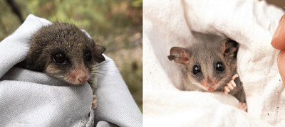 Two eastern pygmy possums wrapped in light coloured fabric during health checking.