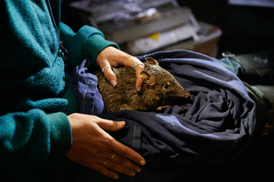 Photograph of a quenda, Isoodon fusciventer.