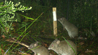 Camera trapping image of adult long-nosed potoroo with young at PVC canister bait station.
