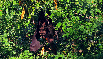 Photograph of singleton black flying-fox roosting.