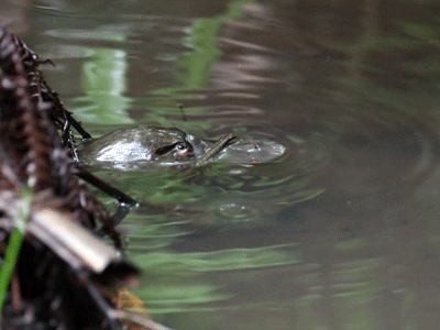 Platypus emerging from among river debris.